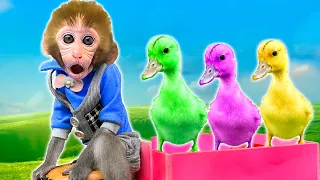 DoDo Baby Monkey Takes on the Challenge of Being a Teacher | Caring for Colorful Ducks | KIKI ANIMAL