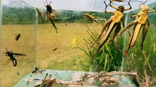 Catch many species of wasps, giant grasshoppers, praying mantises, spiders, dragonflies