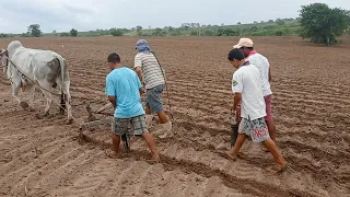 Riscando a terra com o touro pra plantar milho no sitio lagoa salgada