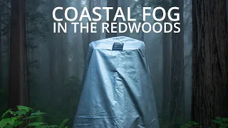 Redwoods In The Mist | Large Format Photography 2021 - Episode 5