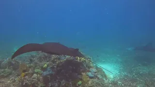 Black Ninja Manta Rays in Taka Makassar Komodo @divinedivingflores671