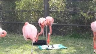 Dancing Flamingo at San Diego Zoo