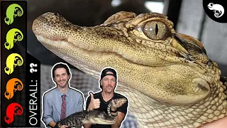 American Alligator, The Best Pet Crocodilian?
