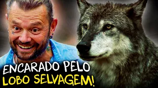 ENCONTRO COM O LOBO-CINZENTO: ENTREI NO SANTUÁRIO DE LOBOS SELVAGENS!