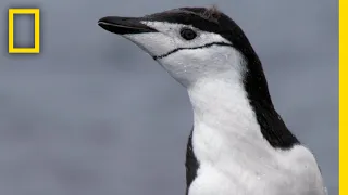 ヒゲペンギンの険しい旅路 | ナショジオ