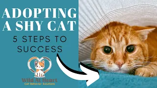 Adopting A Shy Cat: 5 Steps to Success