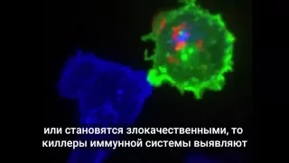 Клетки иммунитета Т-киллеры за работой
