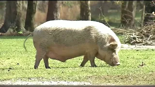 Positively JAX: Peace, passion and pigs at local animal sanctuary