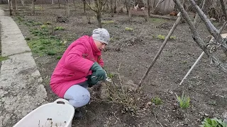 Пошпаклевали стены! Обрезка роз, Побелка деревьев, Работы в саду на даче ранней весной, Ремонт кухни