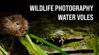 Photographing WATER VOLES - Wildlife Photography - OM System OM-1