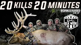 20 KILLS IN 20 MINUTES (ARCHERY ELK HUNTING)