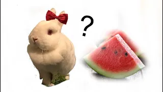 Can rabbits eat watermelon???