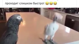 Танец голого попугая