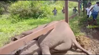 Watch: Elephant Stuck Below The Iron Rod!  - Sakshi Post