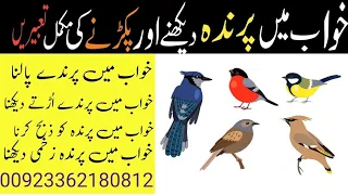 Khwab mein parinda dekhna | Khwab mein parinda pakadna | Birds dream meaning |Ubqari |پرندہ