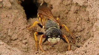 Wilk pszczeli (Taszczyn pszczeli) buduje gniazdo / Beewolf is building a nest /Philanthus triangulum