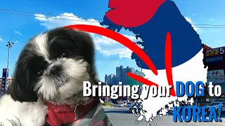 EPIK Teacher in Busan | How can I bring my dog to Korea?