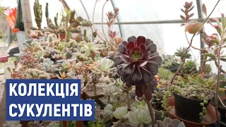 Черкащанка зібрала колекцію сукулентів