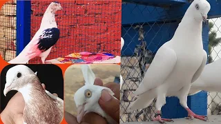 Visiting Champion Pigeons Loft 2019 || Malik Arshad || 03126781847