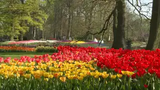 Keukenhof now open