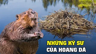 Công Trình Của Động Vật Hoang Dã | Khám Phá Thế Giới Động Vật Hoang Dã