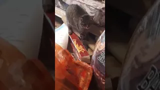 Смотреть всем!!кот боится игрушку!!