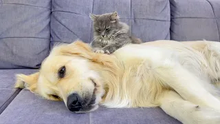 Adorable Golden Retriever Enjoys Relaxing Cat Massage!