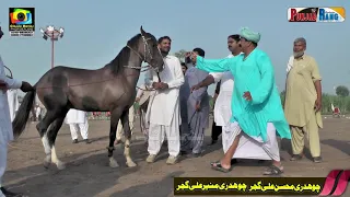 Yasir Lali  King Horse ll Kotsarwar Chiniot ll 31 july 2021 ll Best Horse Dance