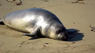 Elephant Seals - HD Video