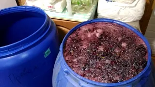 Виноделие ч 2  Сахаристость винограда Изабелла на Среднерусской возвышенности 23 сент  2019