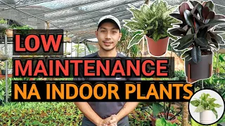 LOW MAINTENANCE INDOOR PLANTS AND HOW TO CARE FOR THEM