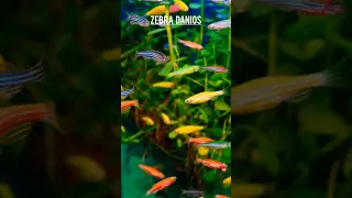 Best fish for planted aquarium  (Aquascape)