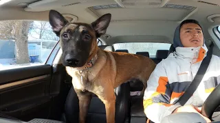 First Day With A Reactive Belgian Malinois