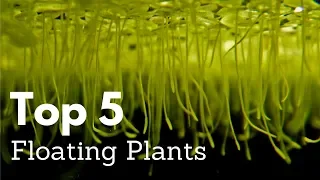 Top 5 Floating Plants for Aquariums