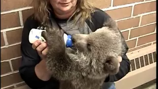 Bottle Feeding GRIZZLY BEAR CUB