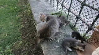 Mom cat attacking other cat that approaching her kittens