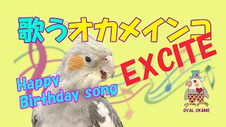 歌うオカメインコ No5