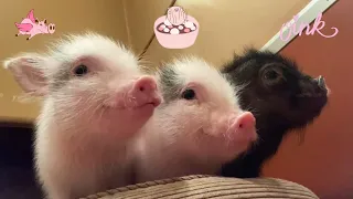 Cute Baby Pigs at Private Petting Micro Pig Cafe Experience! 🐷💗🐽