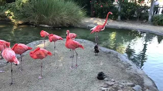 Amazing Cranes and Beautiful Ducks at San Diego Zoo #Ducks #Cranes #Zoo #San Diego