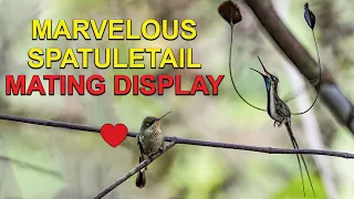 Rare Male HUMMINGBIRD MATING DANCE to Female