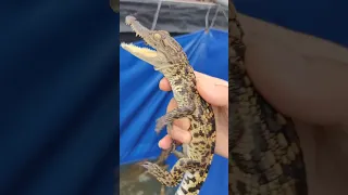 Crocodiles Revenge Bite