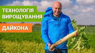 Особливості технології вирощування дайкона Міно Ерлі Лонг Вайт