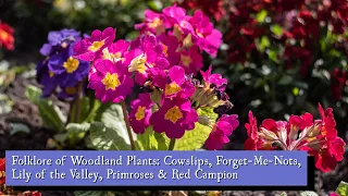 Folklore of Woodland Plants: Cowslips, Forget-Me-Nots, Lily of the Valley, Primroses & Red Campion