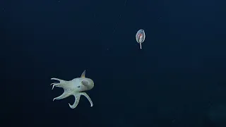 A Diversity of Floating Friends of the Deep Sea | Nautilus Live