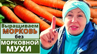 Выращиваю МОРКОВЬ крупную сладкую без морковной мухи. Пять советов для вас