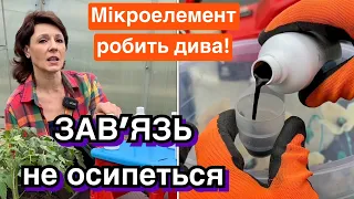 Обробляю для завʼязі. Врожайність зросте в декілька разів!