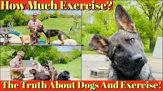 How To Exercise Your Puppy | The Truth About Dogs and Exercise