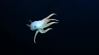 “Ghostly” Dumbo Octopus in the Deep Sea | Nautilus Live
