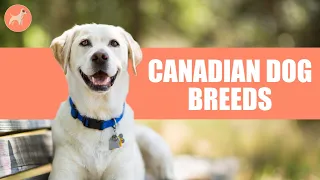 Top 5 Amazing Dogs From Canada: Canadian Dog Breeds