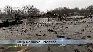 Invasive carp removal process begins